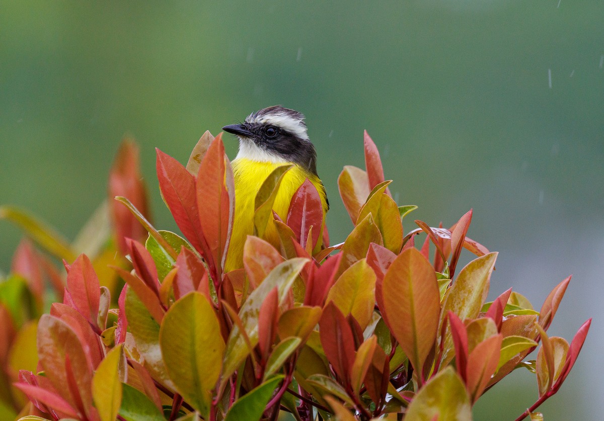 Bienteveo Sociable - ML647422367