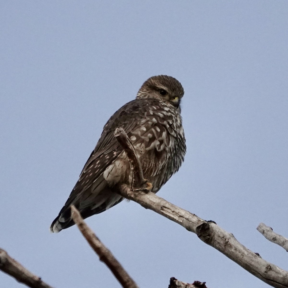 Esmerejón - ML647422369