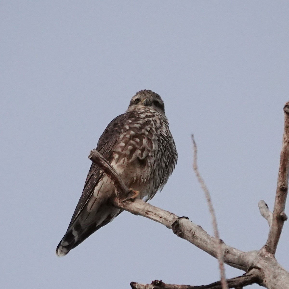 Esmerejón - ML647422370