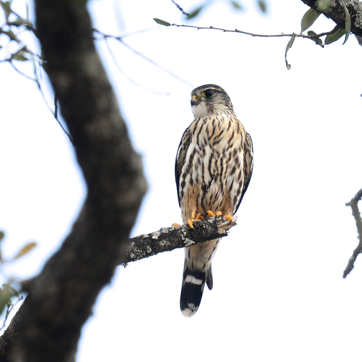 Esmerejón (de la taiga) - ML647422376