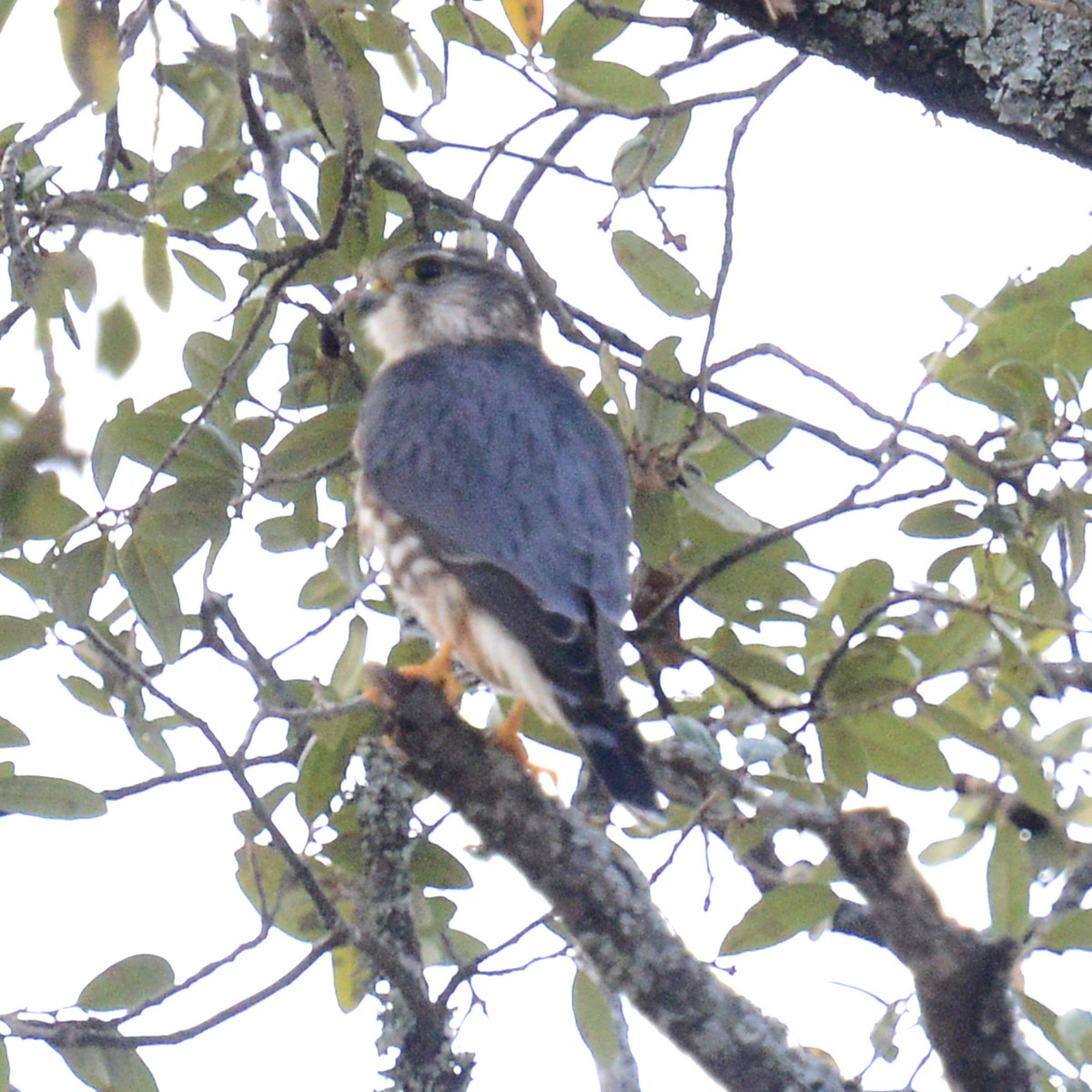 Esmerejón (de la taiga) - ML647422377