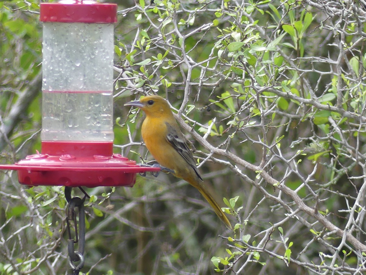 Turpial de Altamira - ML647422380