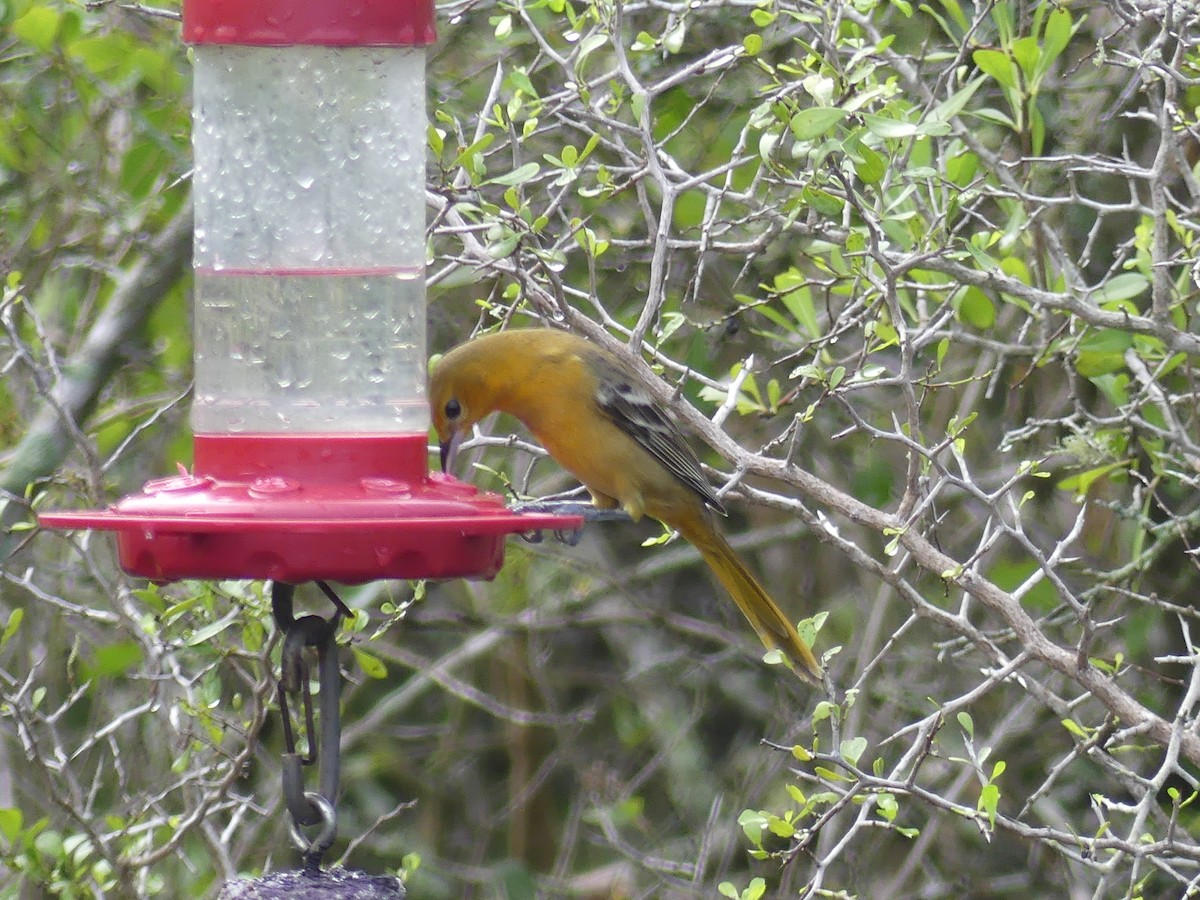 Turpial de Altamira - ML647422381