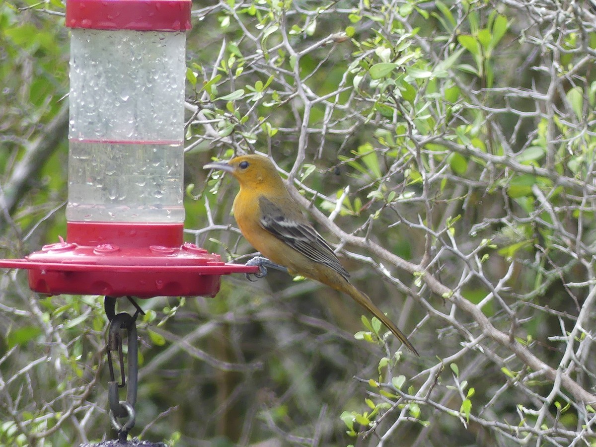 Turpial de Altamira - ML647422382