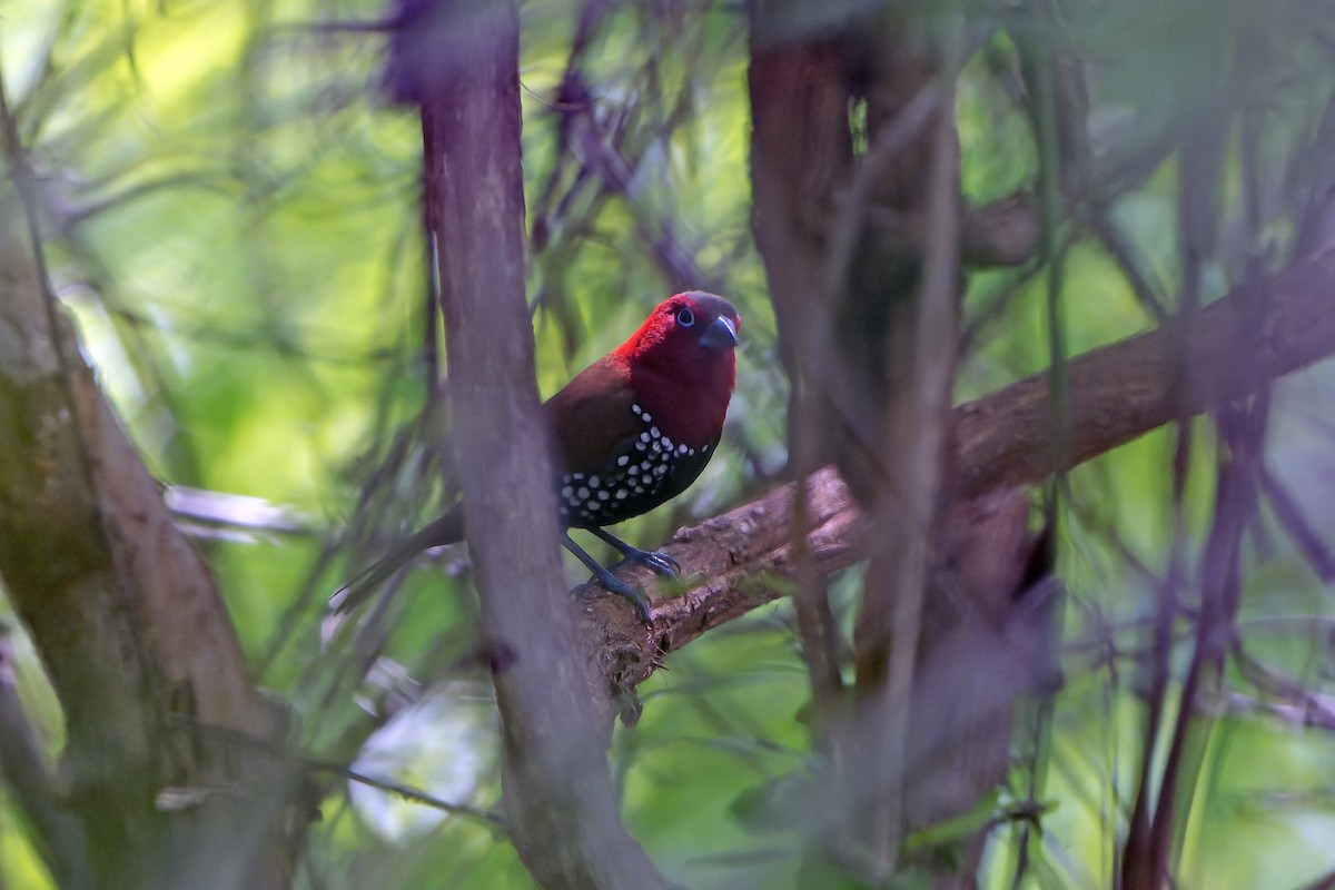 Estrilda Golirroja - ML647422383