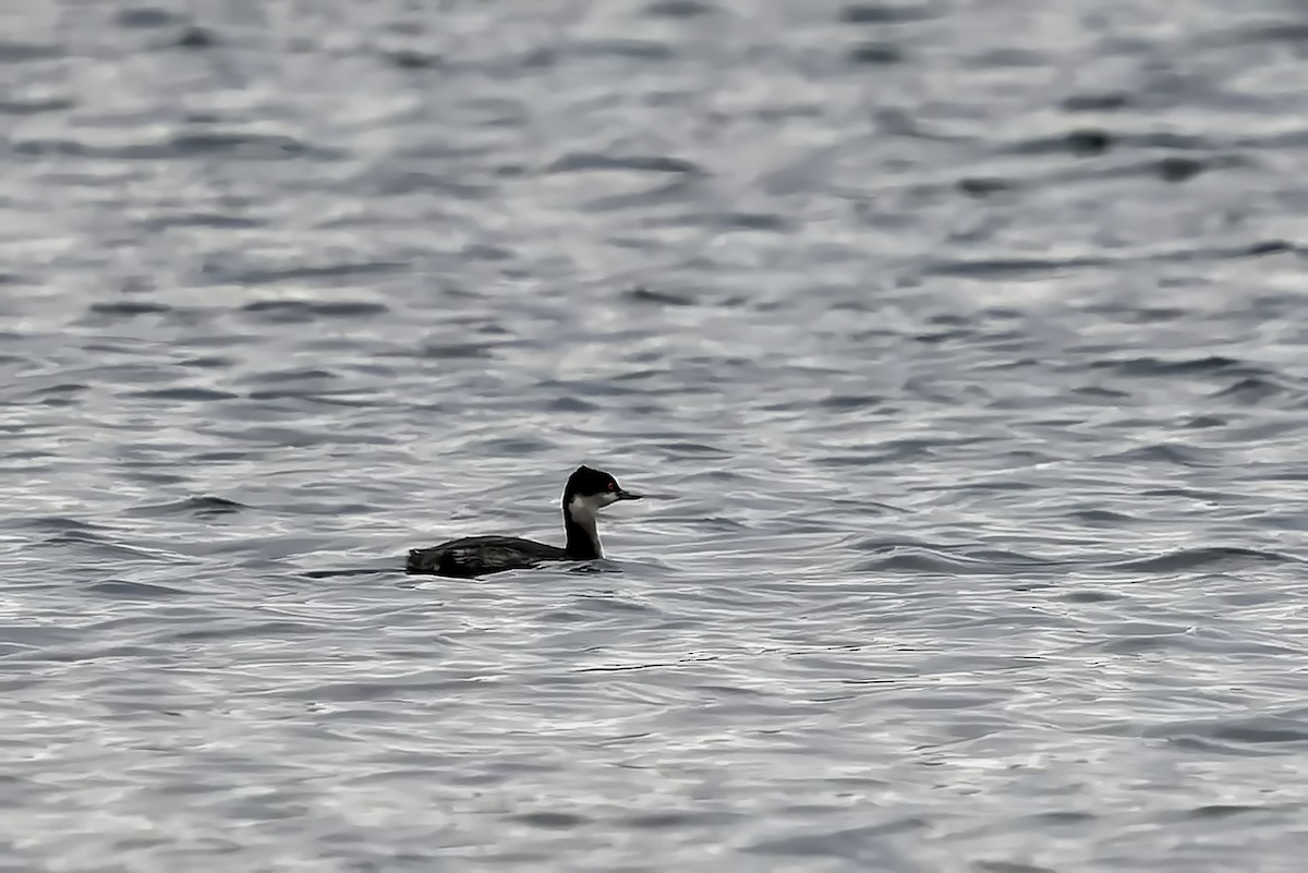 Zampullín Cuellinegro - ML647422385