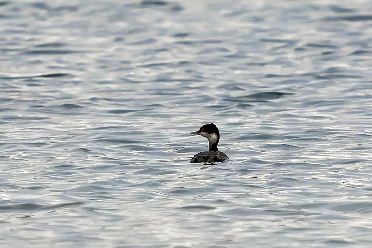 Zampullín Cuellinegro - ML647422386