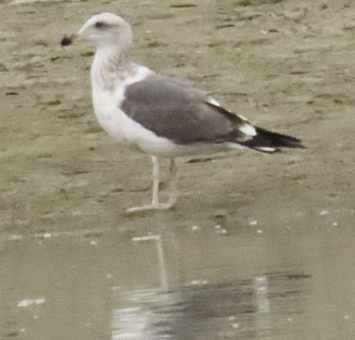Gaviota Californiana - ML647422387