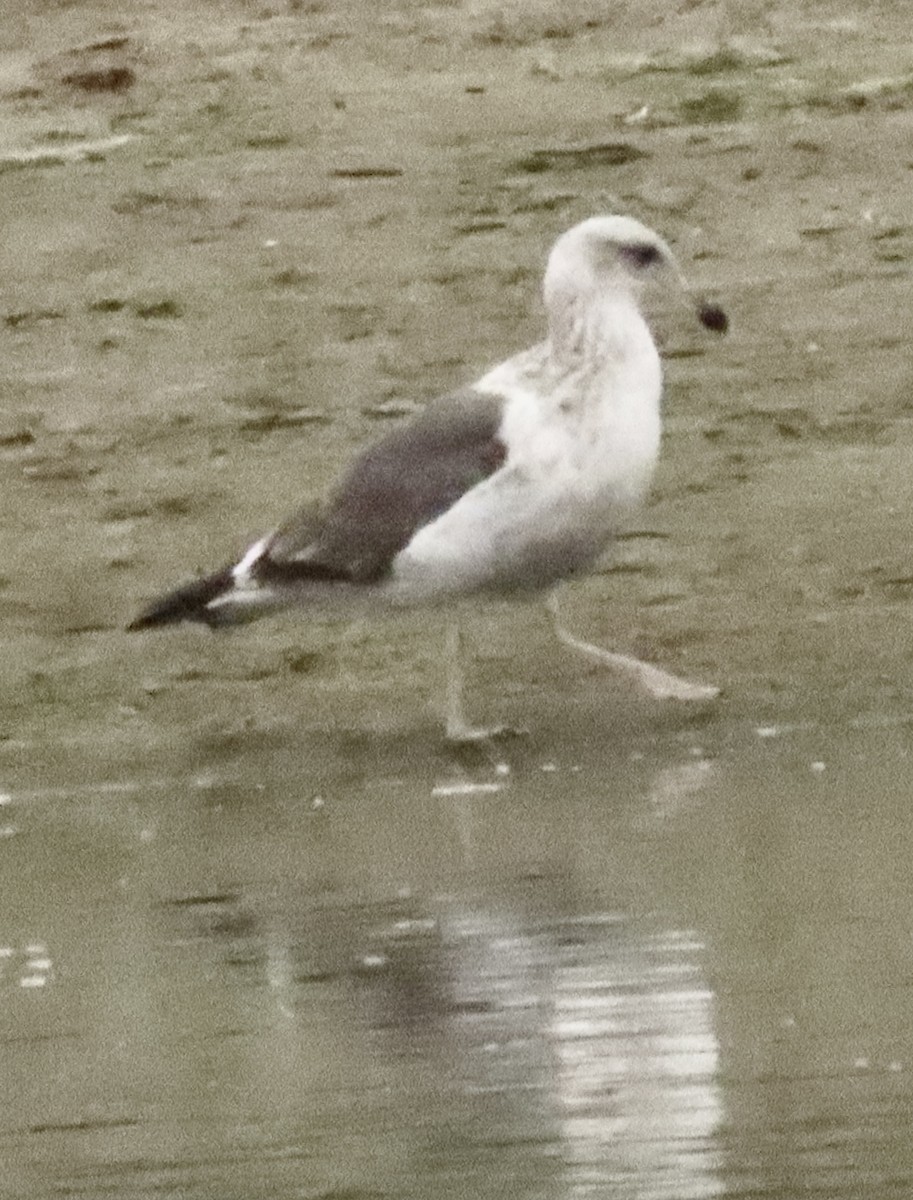 Gaviota Californiana - ML647422388