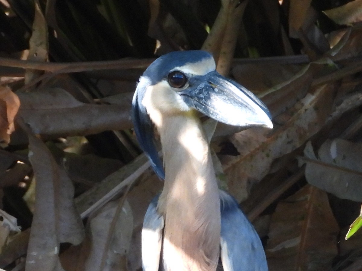 Martinete Cucharón - ML647422389