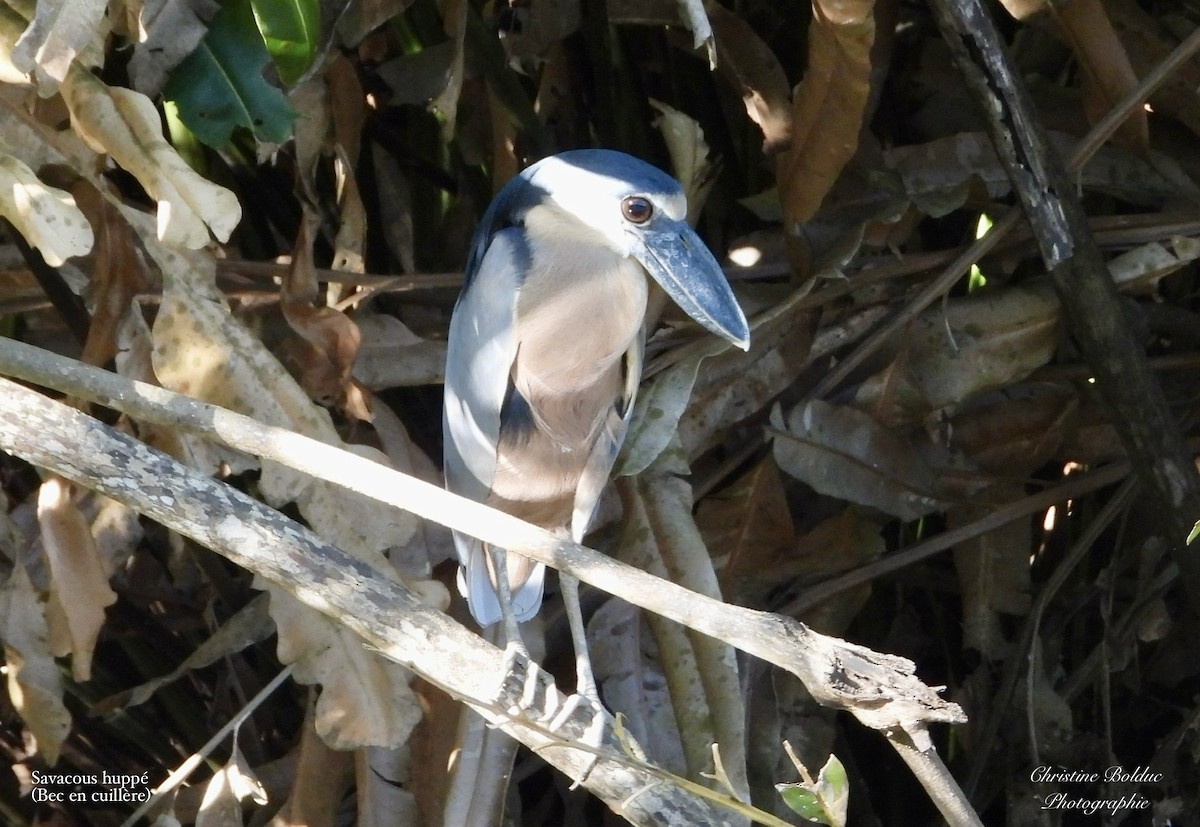 Martinete Cucharón - ML647422390