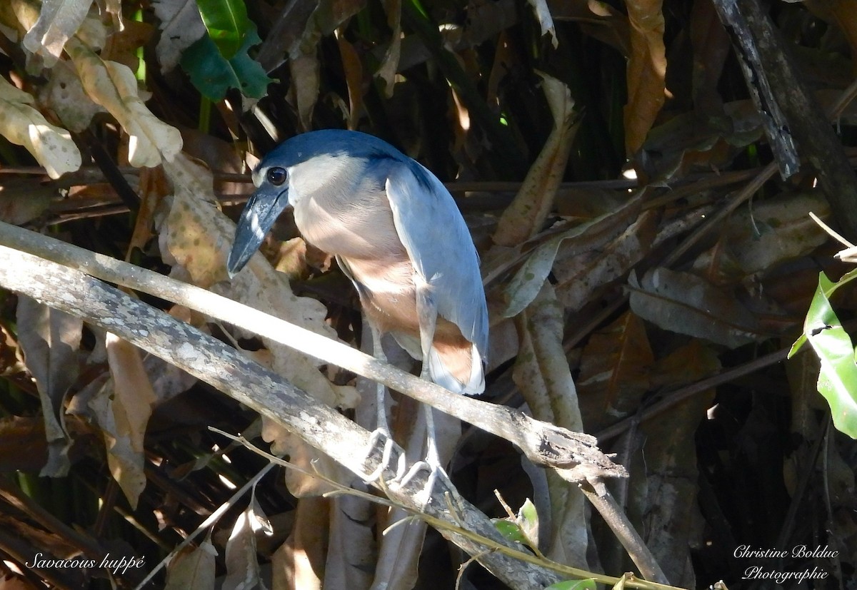 Martinete Cucharón - ML647422391