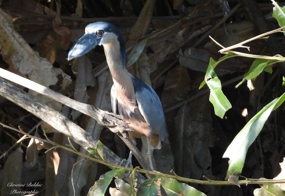 Martinete Cucharón - ML647422392