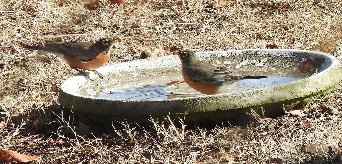 American Robin - ML647422438