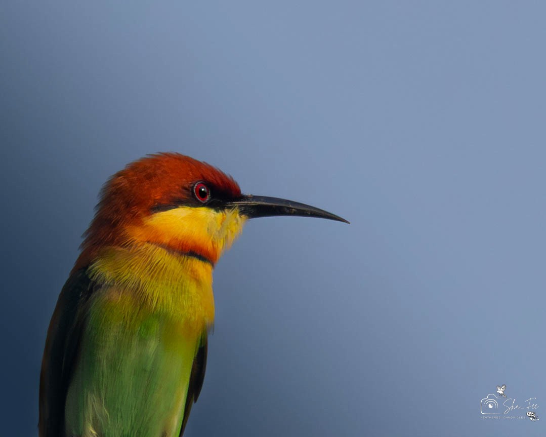 Chestnut-headed Bee-eater - ML647422448