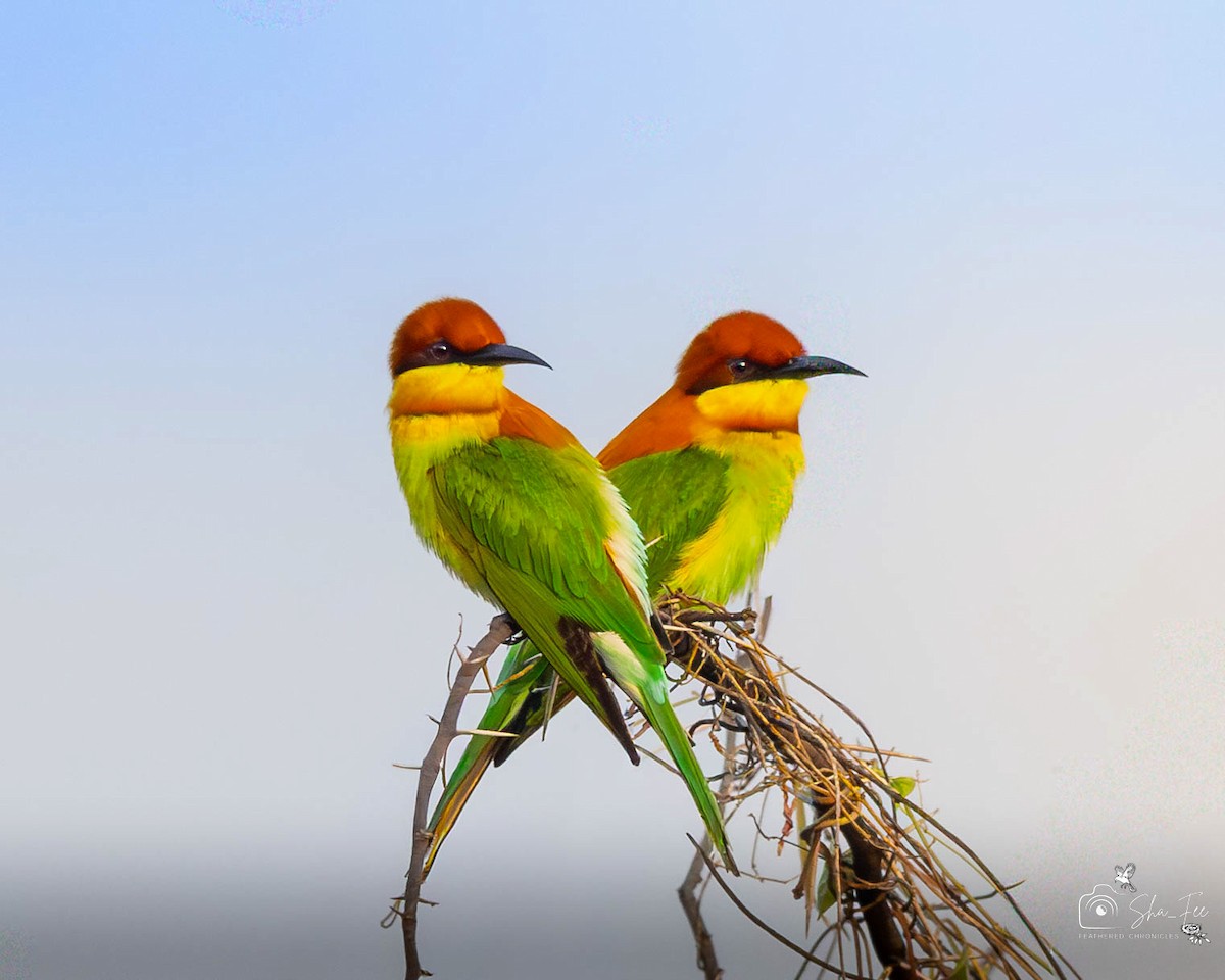 Chestnut-headed Bee-eater - ML647422449