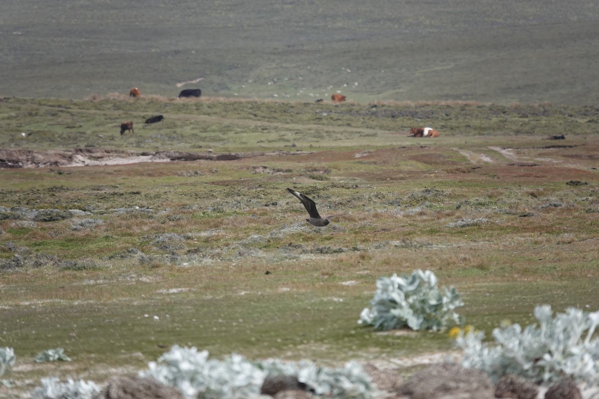 Brown Skua (Falkland) - ML647422454
