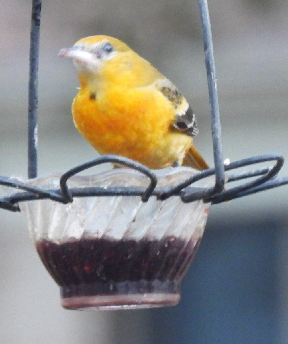 Балтиморский трупиал - ML647422455