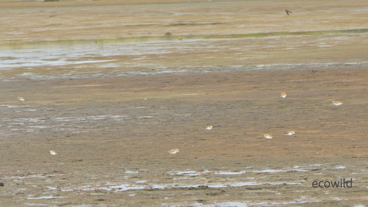 Tibet Cılıbıtı - ML647422456