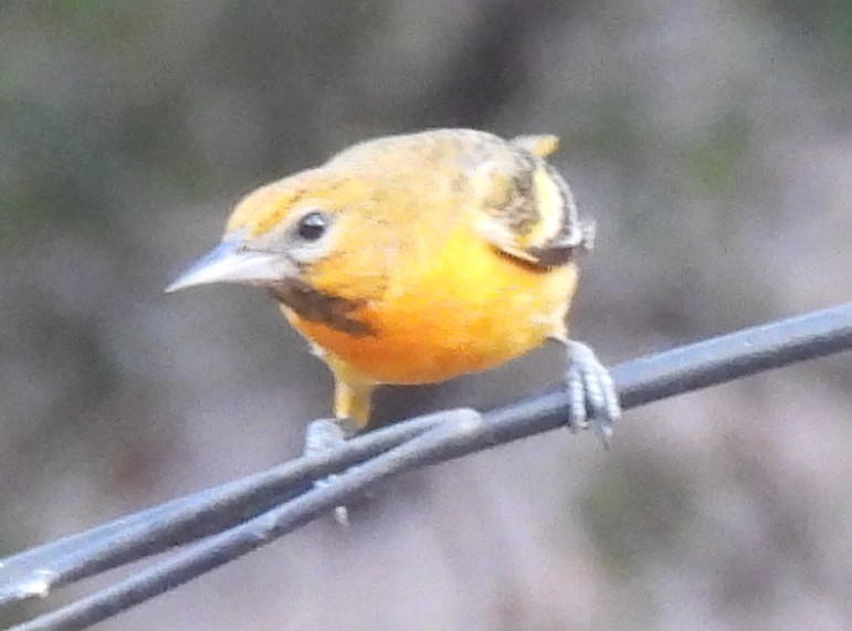 Балтиморский трупиал - ML647422458