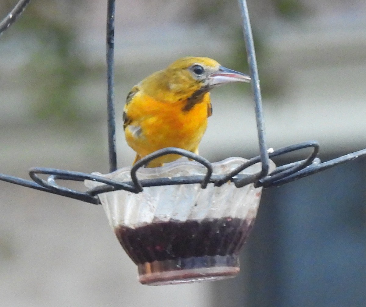 Baltimore Oriole - ML647422462