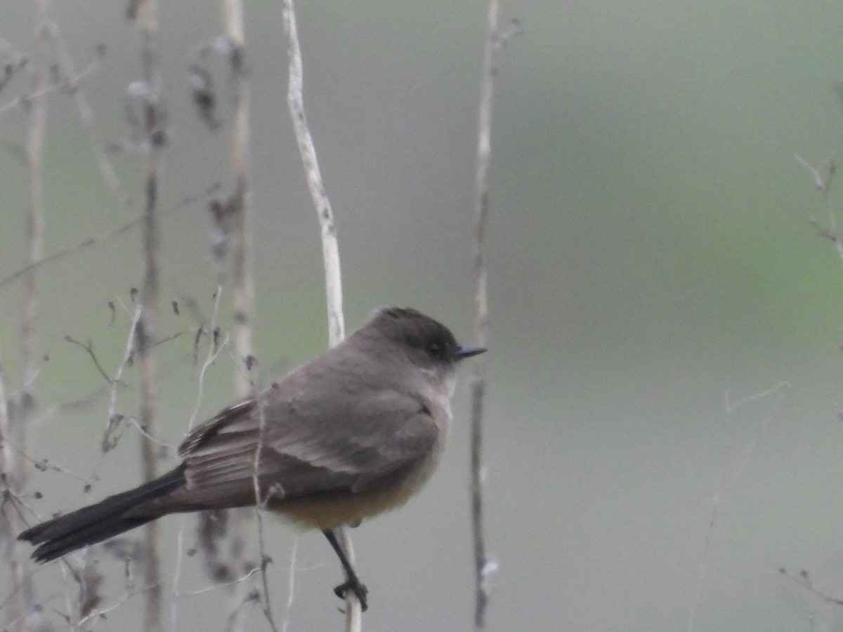 Say's Phoebe - ML647422463