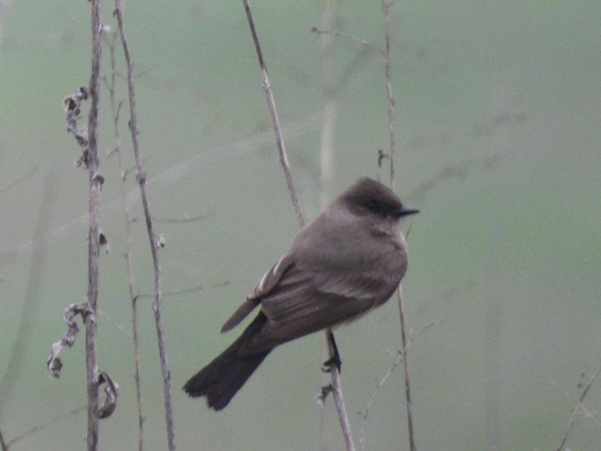 Say's Phoebe - ML647422464