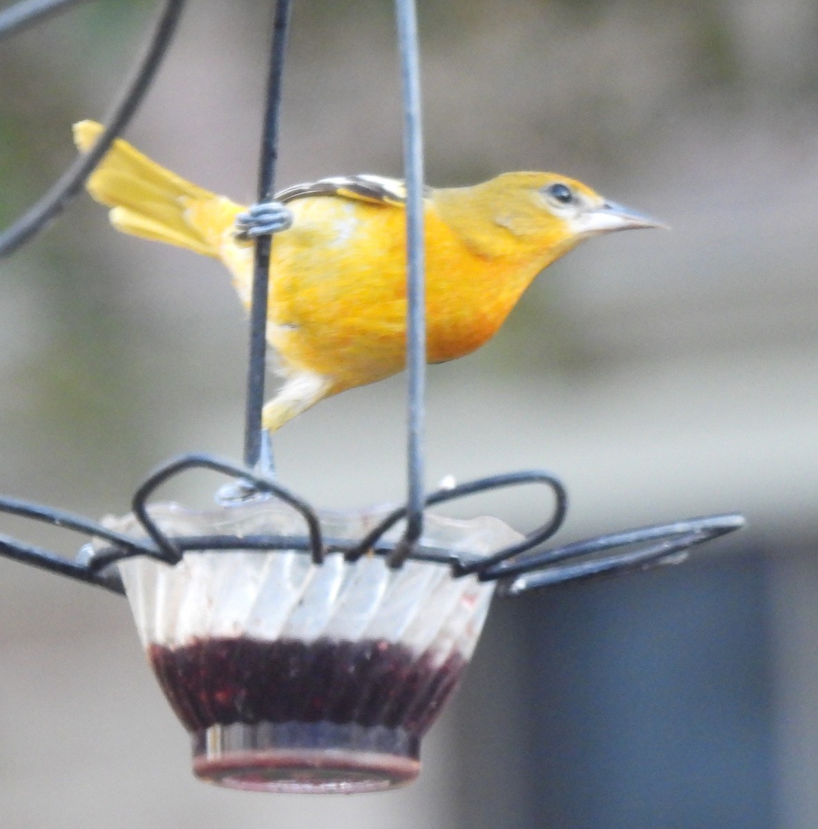 Baltimore Oriole - ML647422469