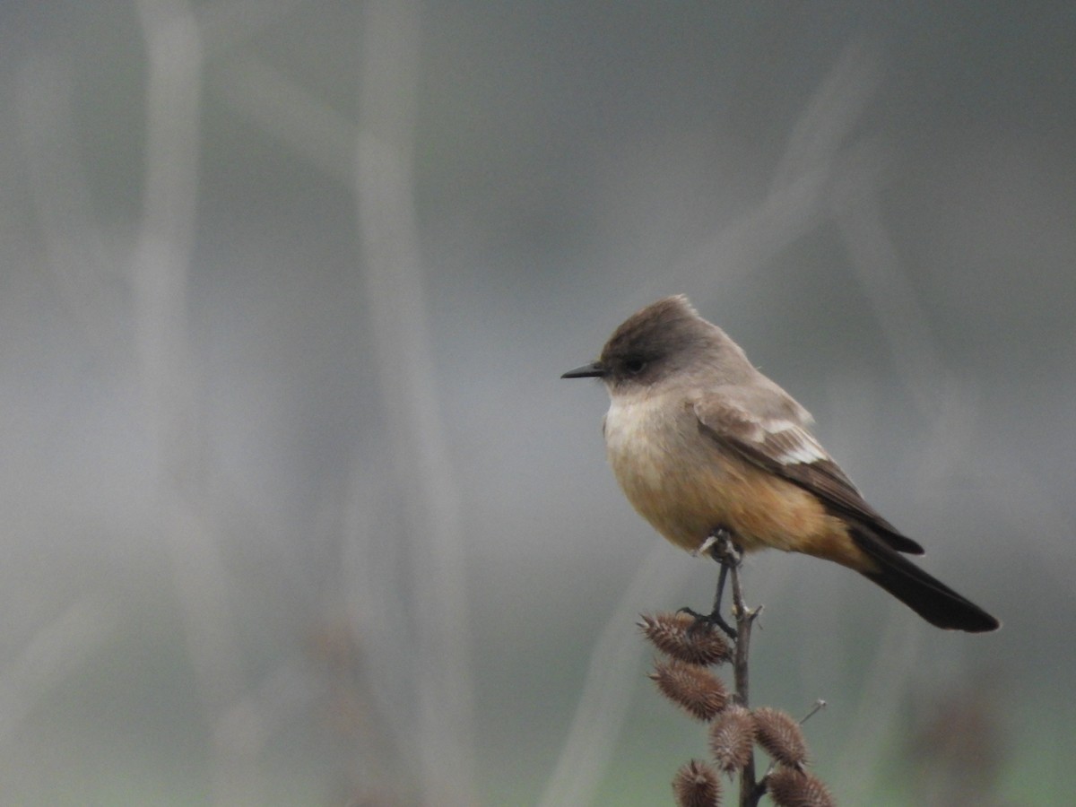 Say's Phoebe - ML647422470