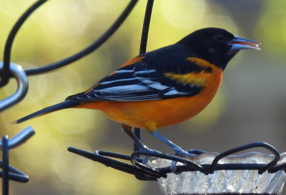 Baltimore Oriole - ML647422471