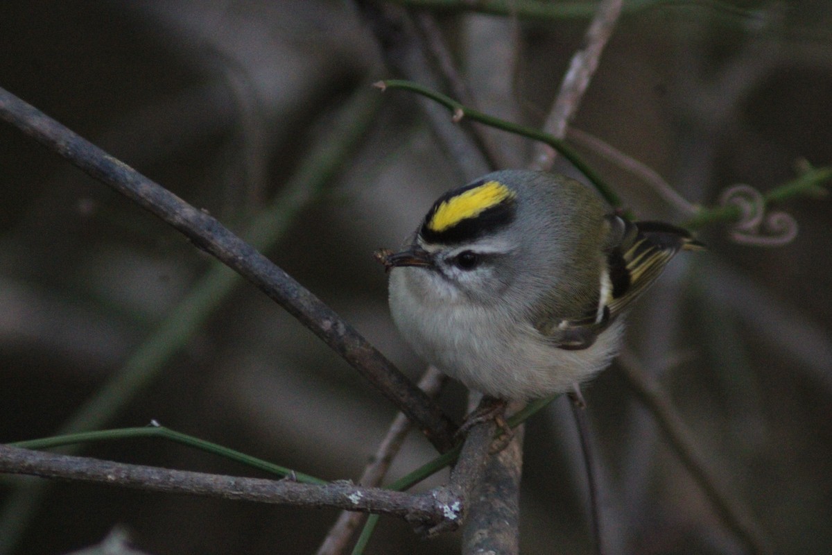 Golden-crowned Kinglet - ML647422472