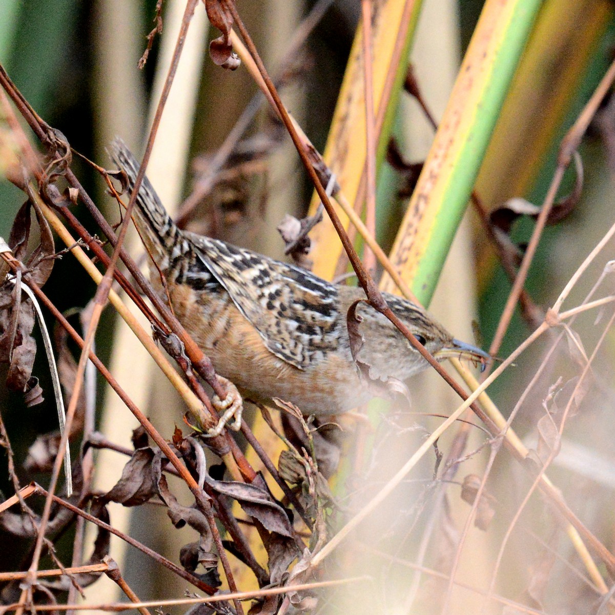 Sedge Wren - ML647422473