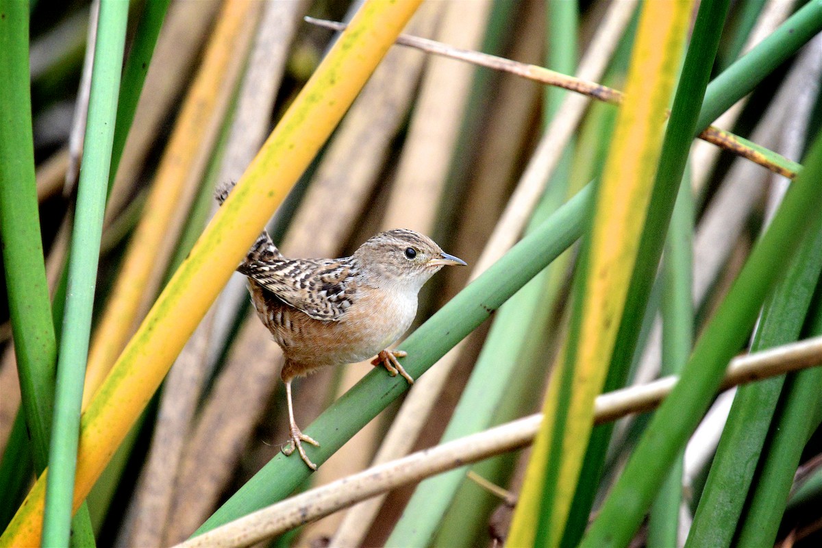 Sedge Wren - ML647422474