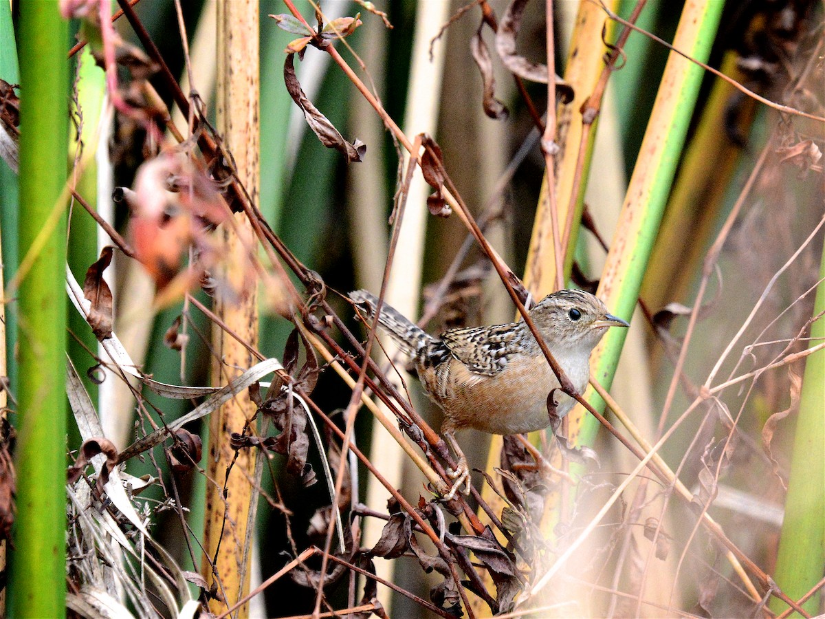 Sedge Wren - ML647422475