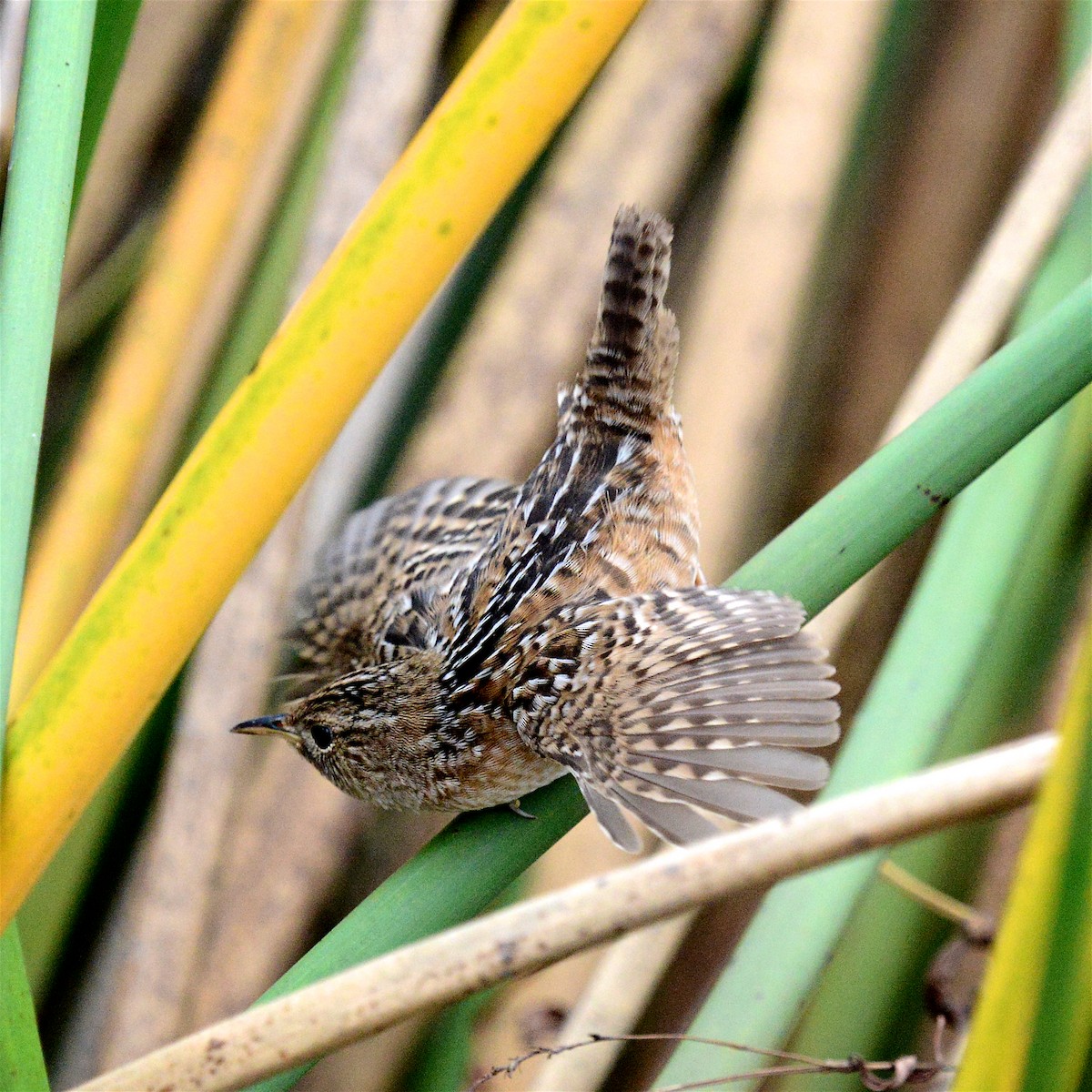 Sedge Wren - ML647422476