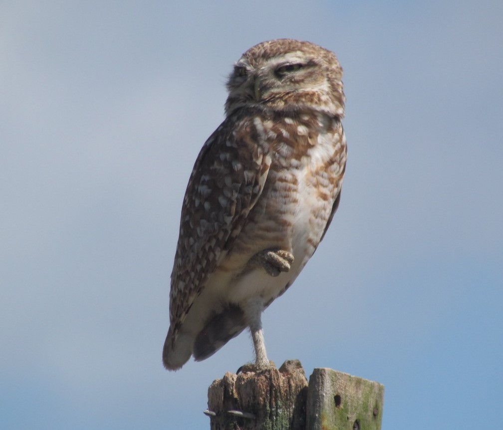 Burrowing Owl - ML647422477