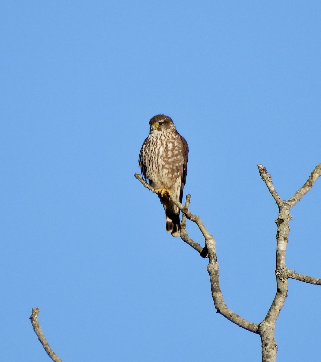 Merlin - ML647422478