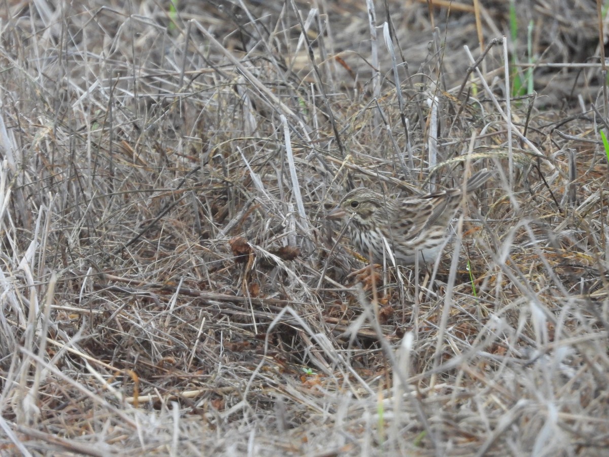 Savannah Sparrow - ML647422479