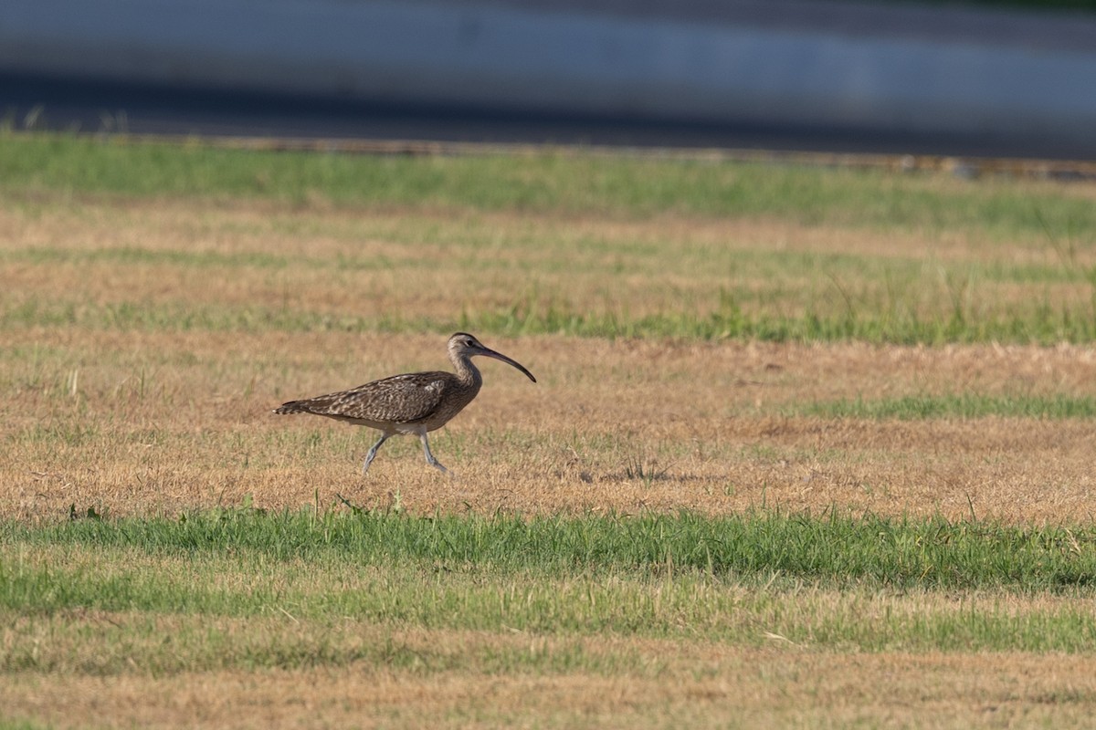 Eurasian Whimbrel (European) - ML647422481