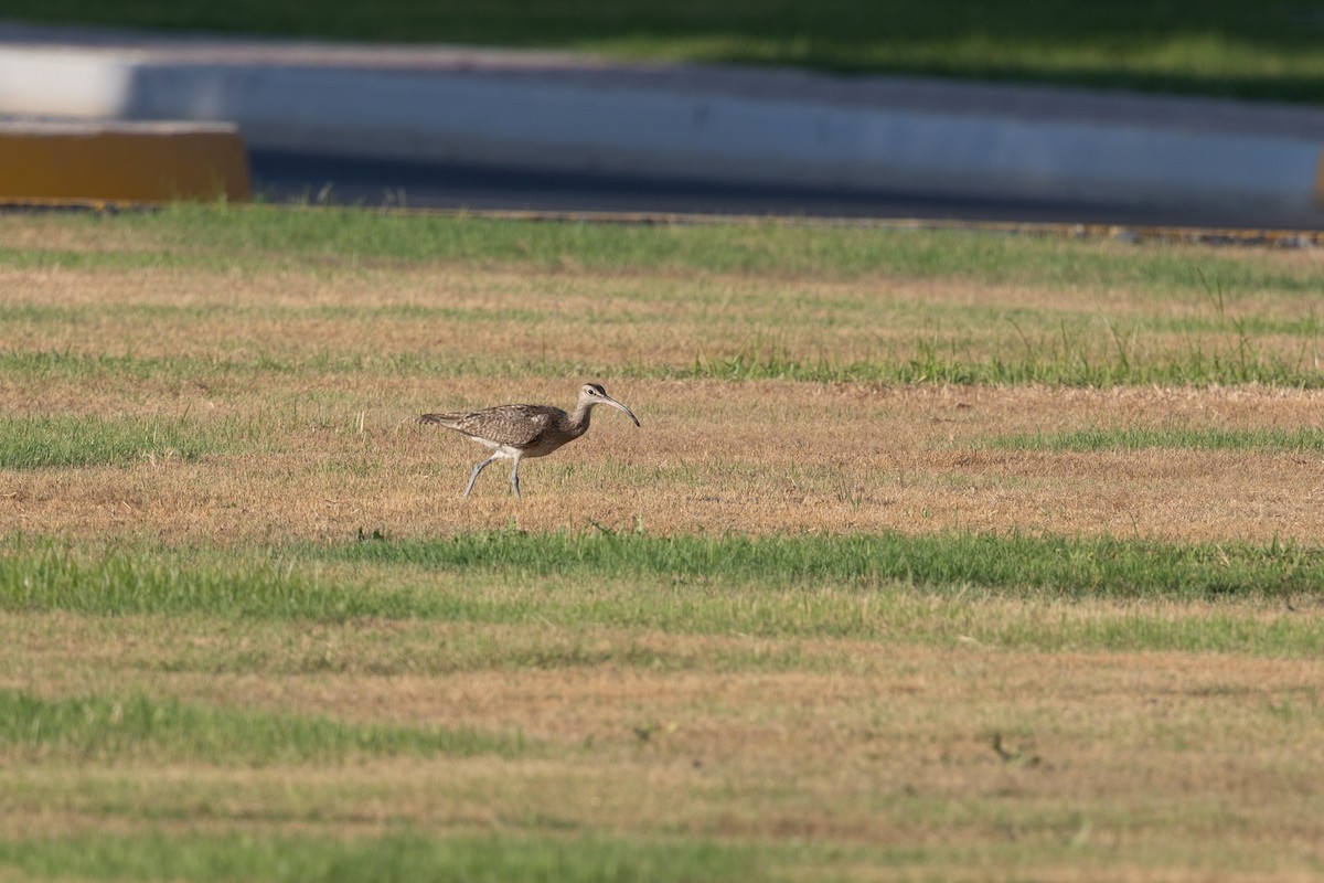 Eurasian Whimbrel (European) - ML647422482