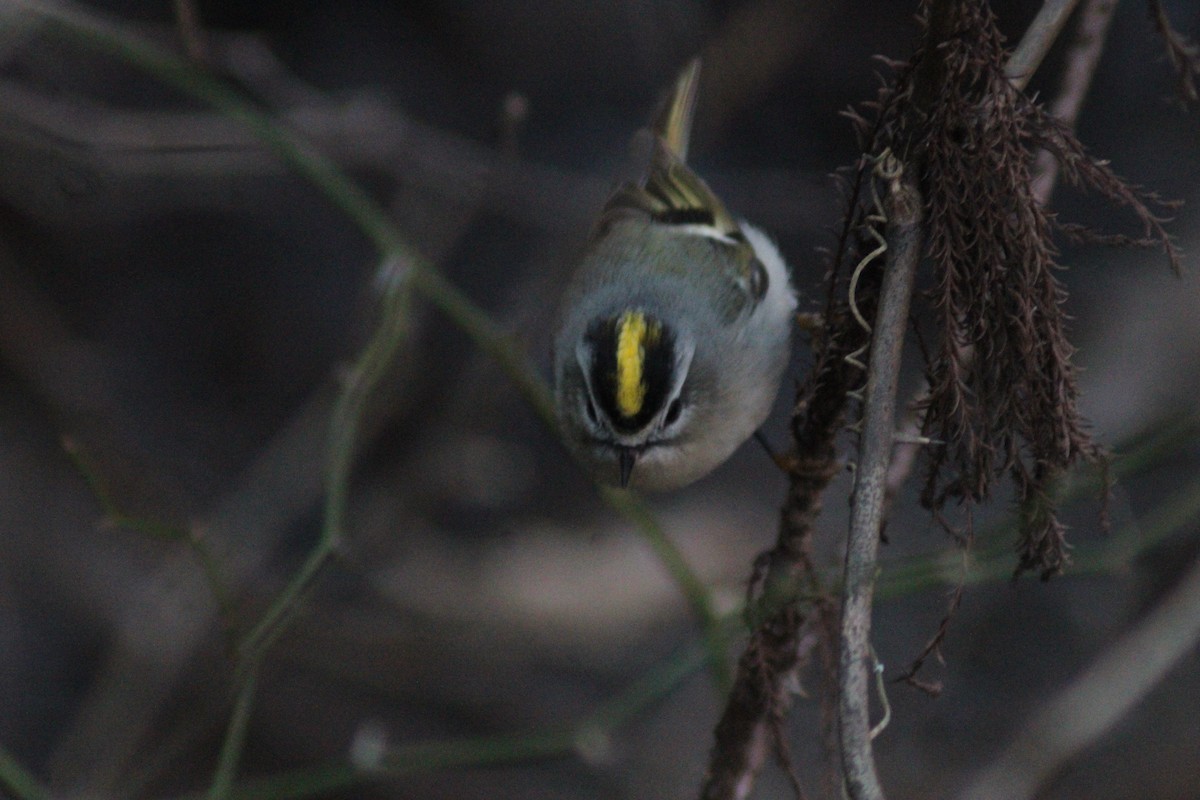Golden-crowned Kinglet - ML647422487