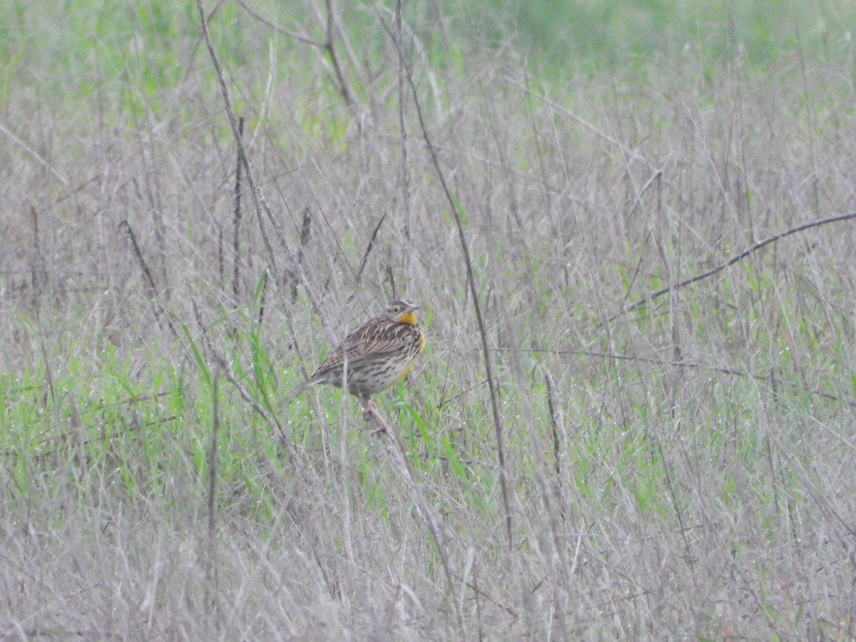 Western Meadowlark - ML647422488