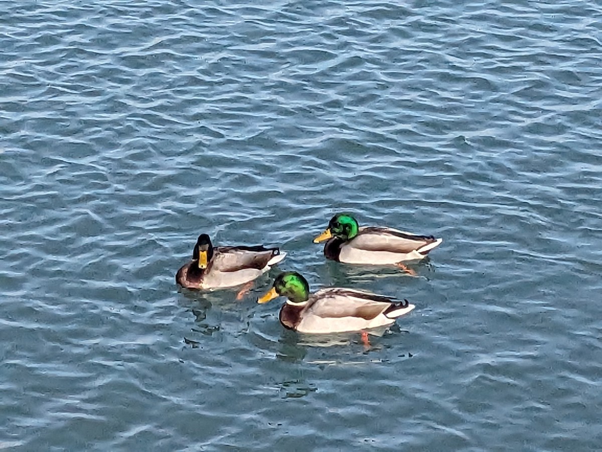 Mallard - ML647422489