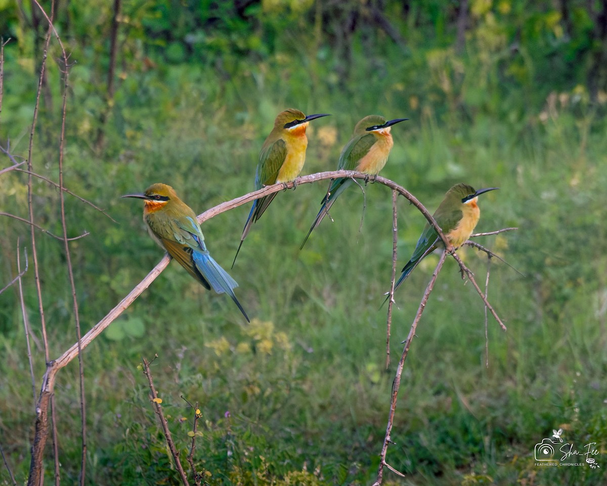 Blue-tailed Bee-eater - ML647422490