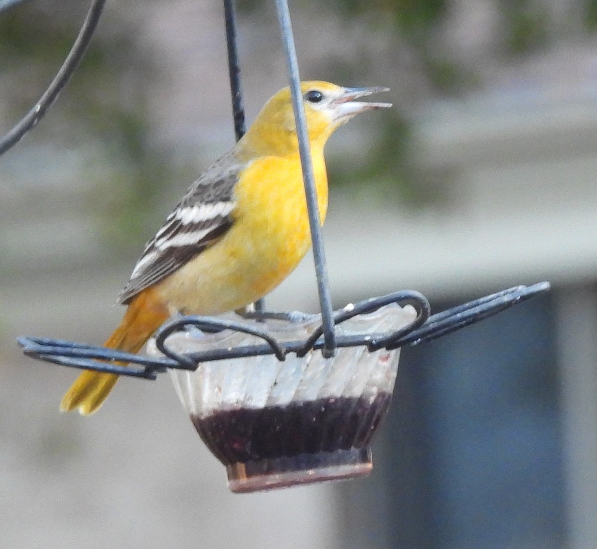 Baltimore Oriole - ML647422491