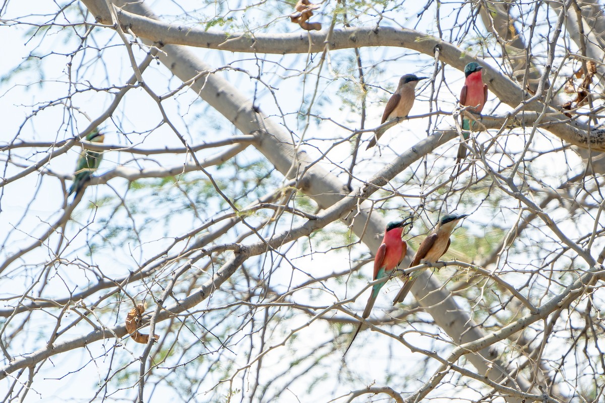 Southern Carmine Bee-eater - ML647422493