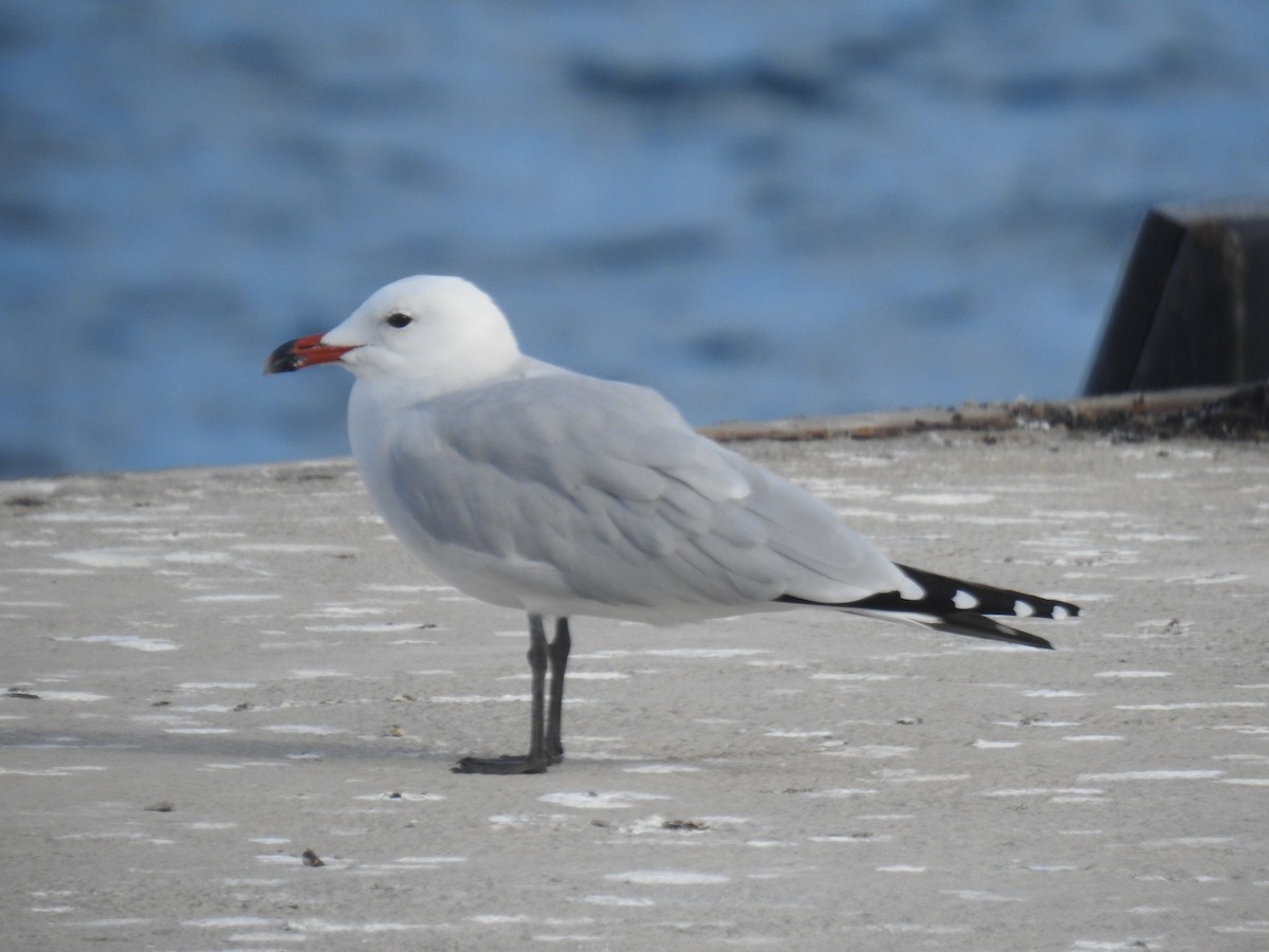 Audouin's Gull - ML647422494