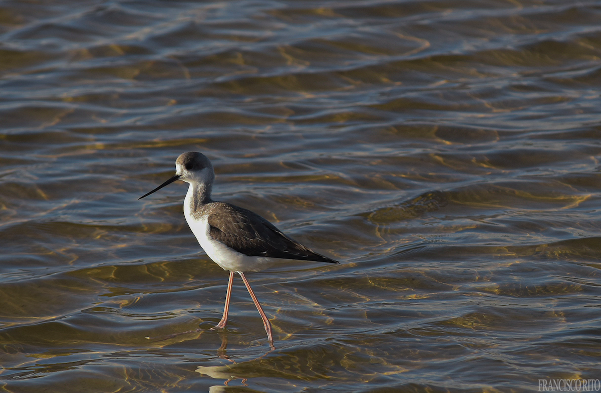 Uzunbacak - ML647422501