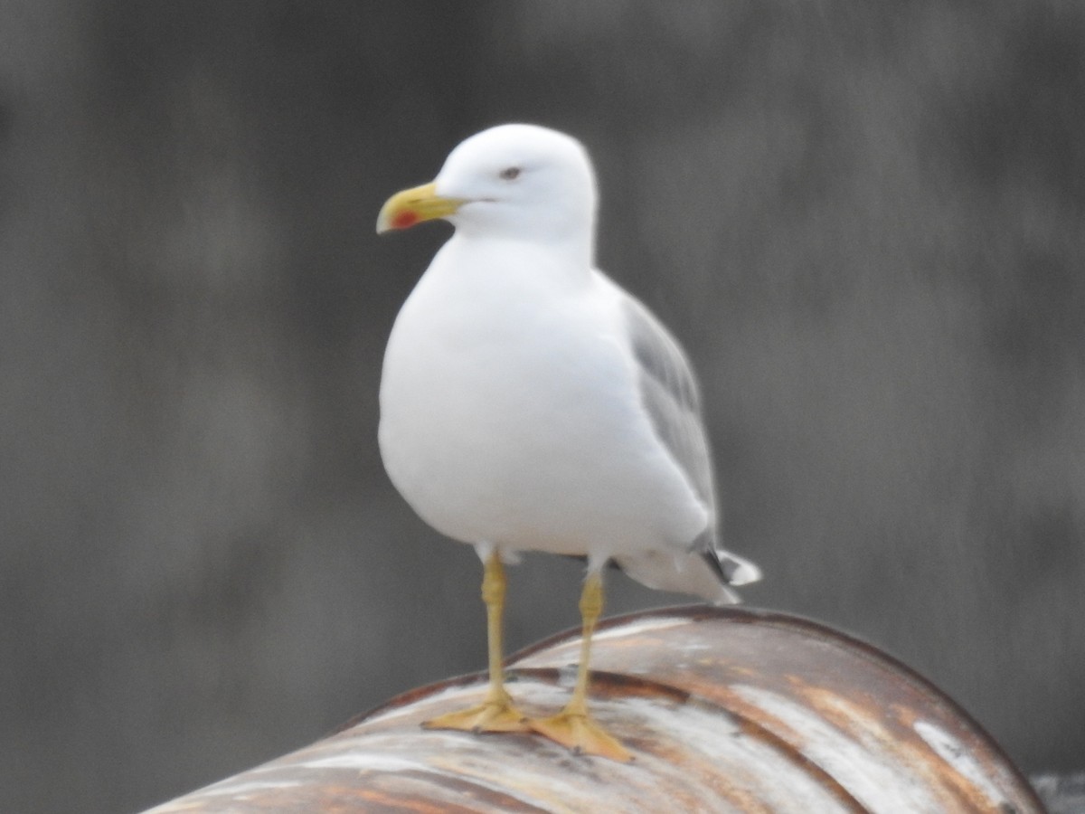 Yellow-legged Gull - ML647422502