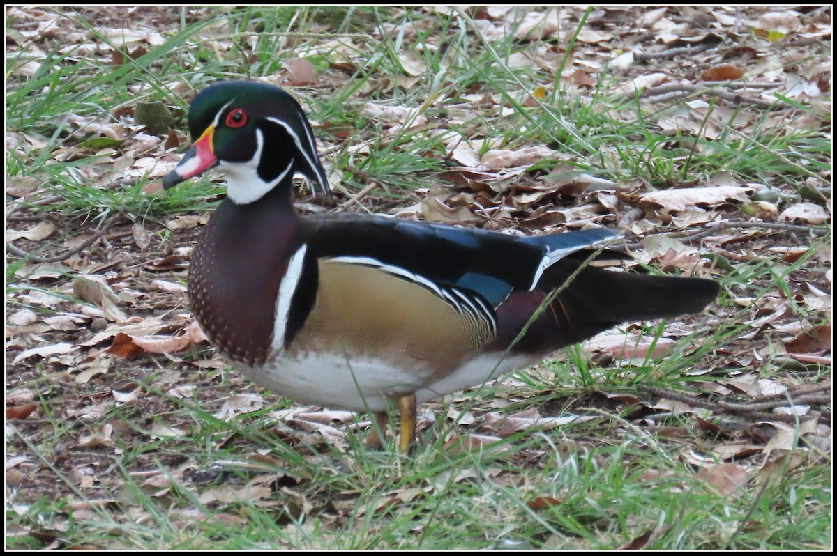Wood Duck - ML647422503
